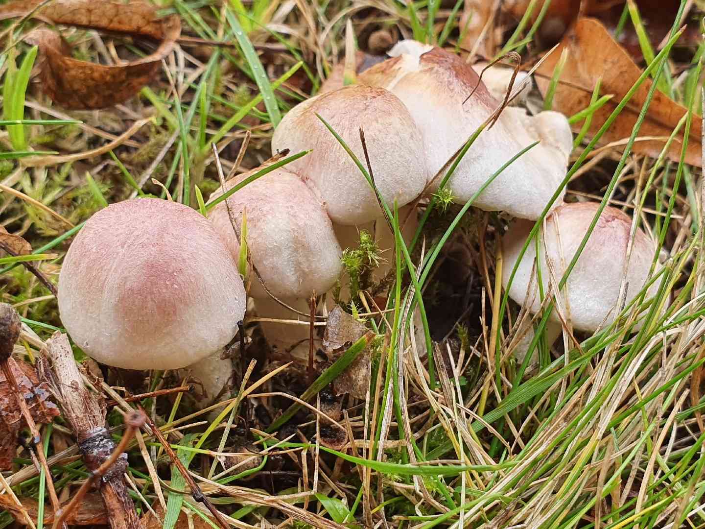 Rosy wood mushroom (Agaricus semotus) thumbnail 3