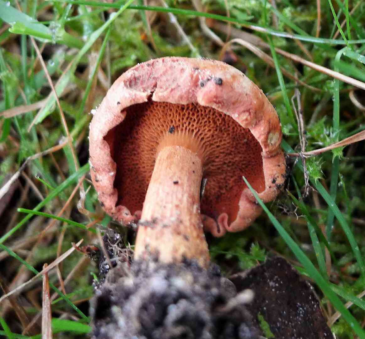 Hollow bolete (Suillus cavipes) thumbnail 2