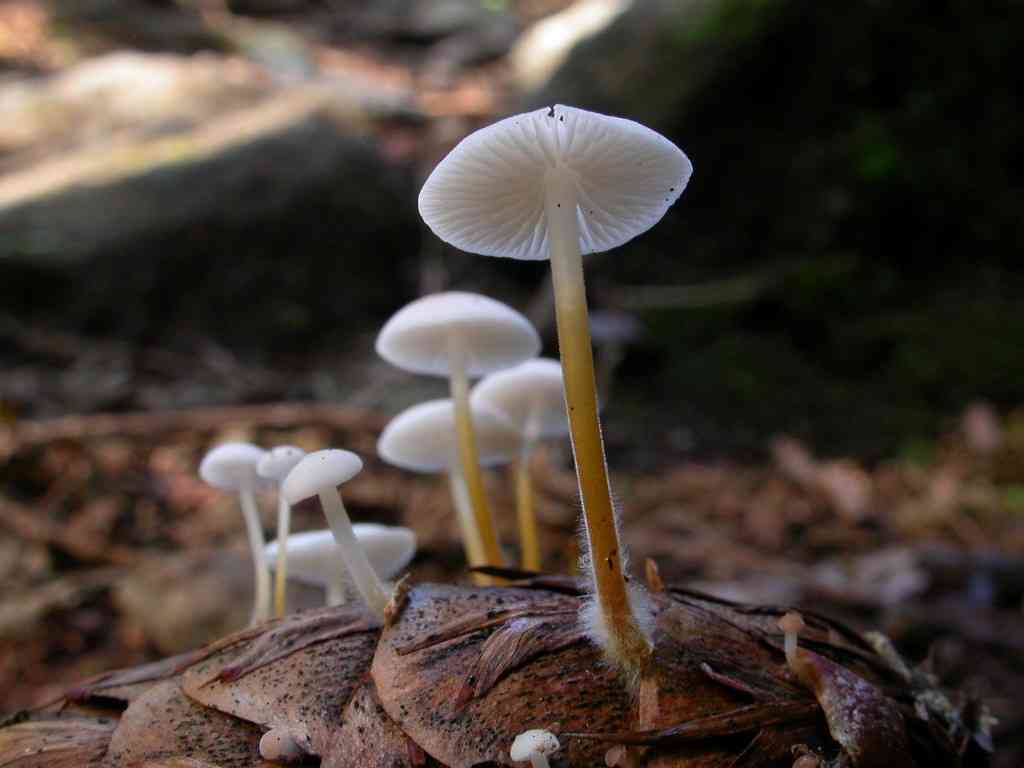 Douglas fir cone mushroom (Strobilurus trullisatus) thumbnail 1