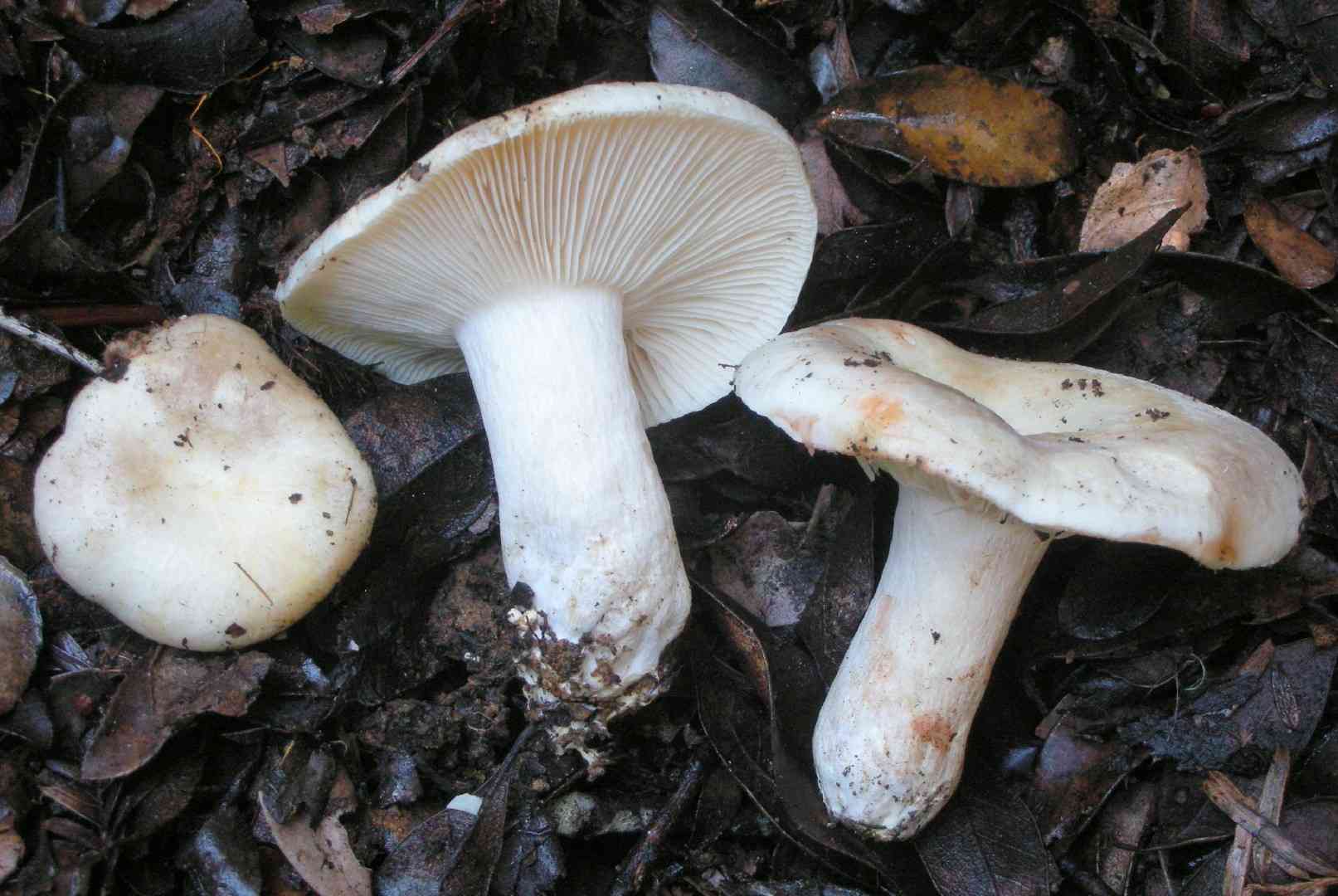 Reddening russula
