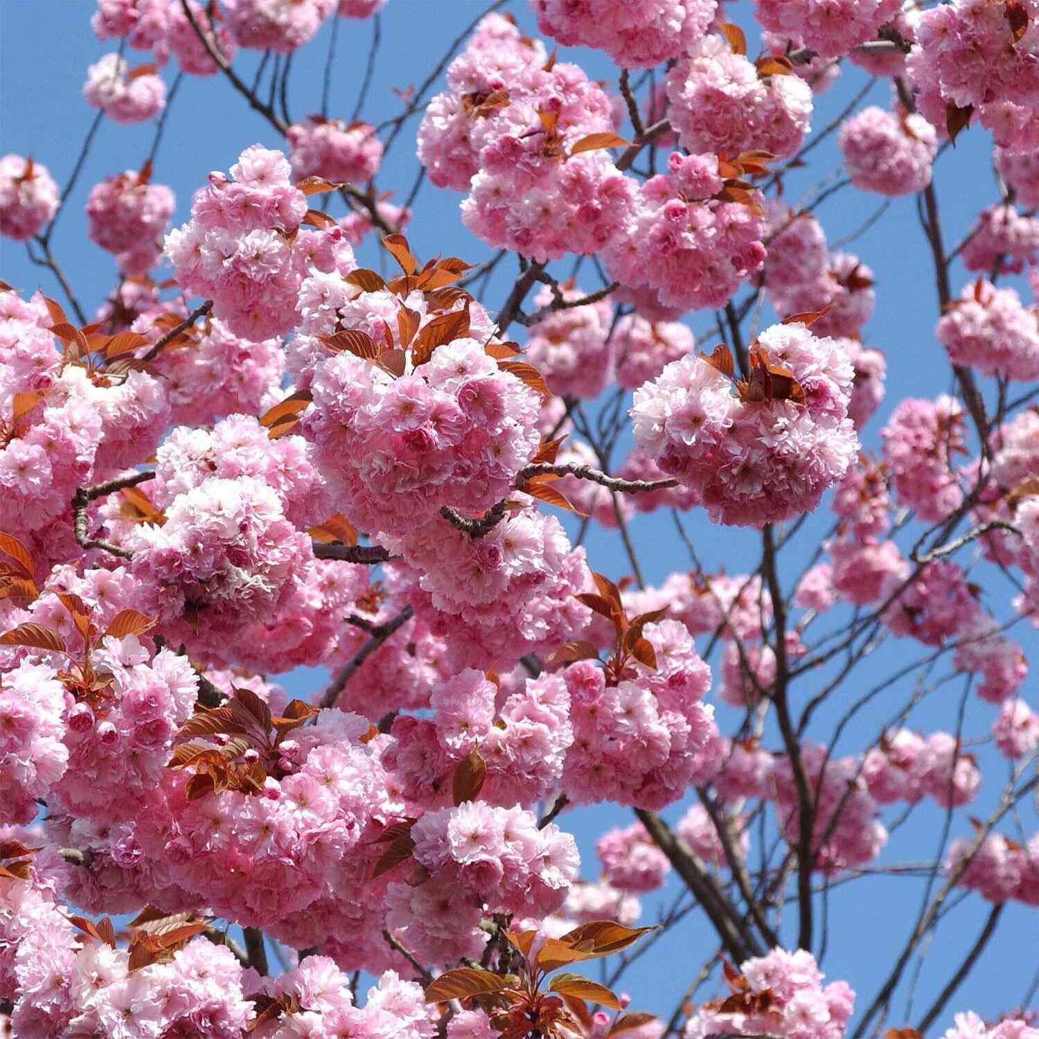 Japanese cherry