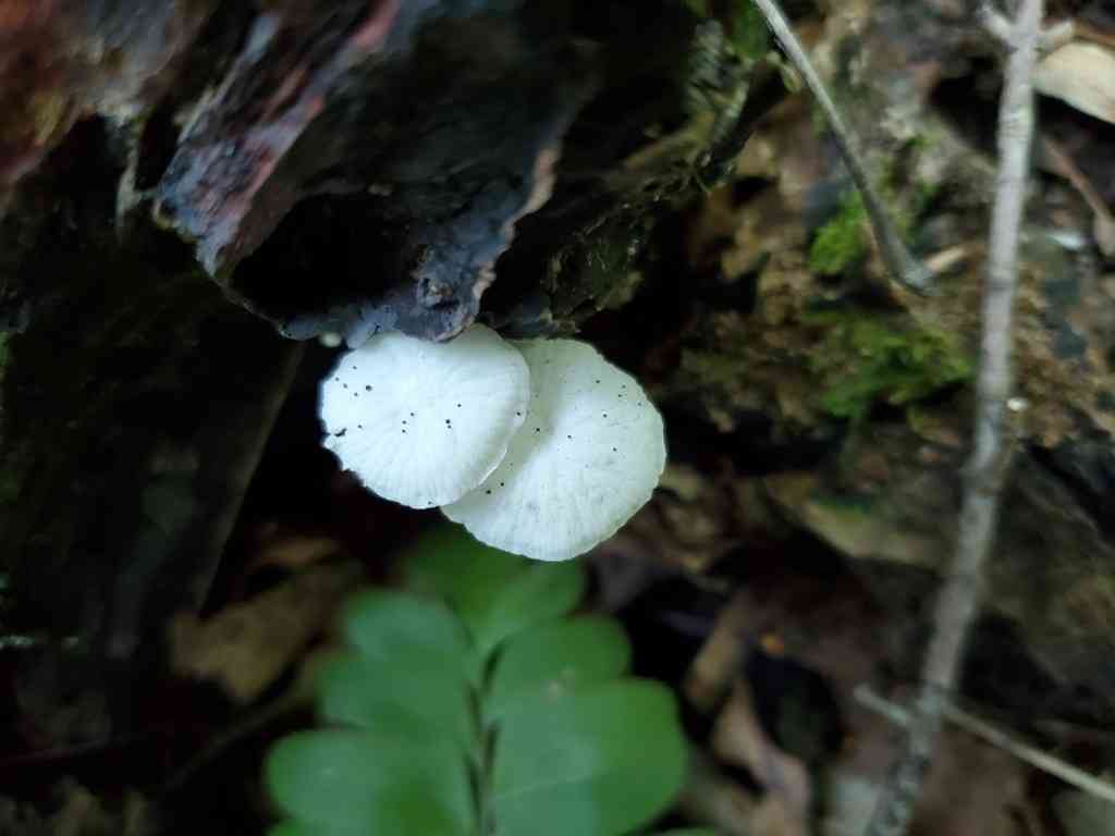 Black-stalked Marasmius (Tetrapyrgos nigripes) thumbnail 3