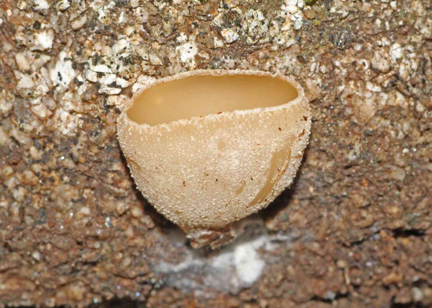 Cellar cup (Peziza cerea) thumbnail 2