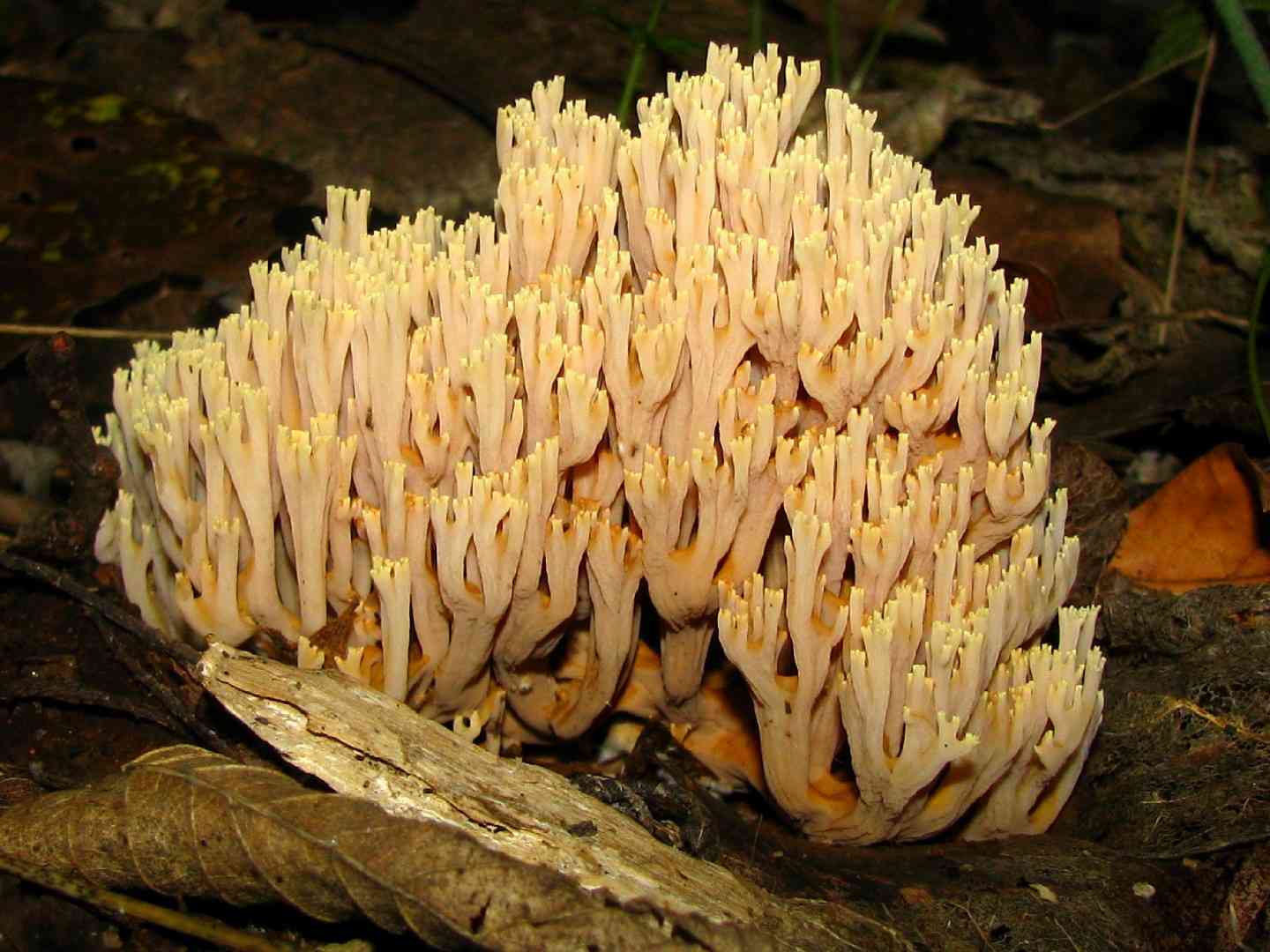 Upright coral