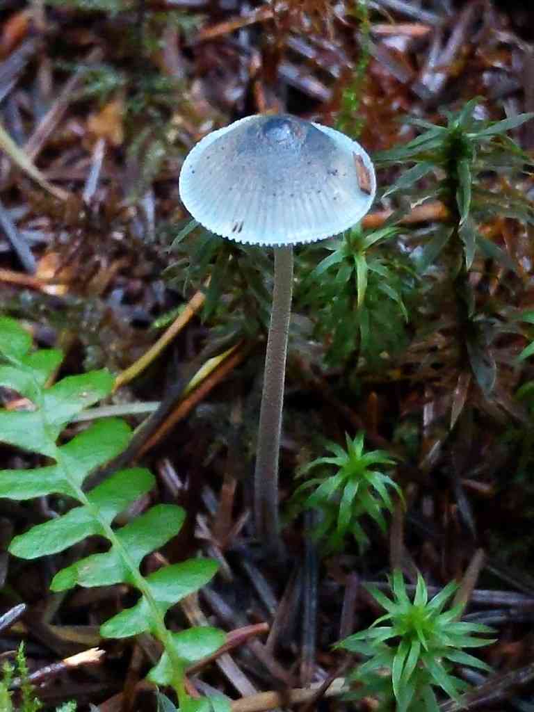 Coldfoot bonnet