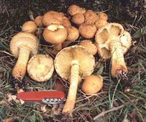Shaggy scalycap (Pholiota squarrosa) thumbnail 3