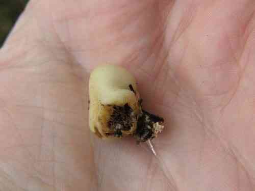 Psilocybe weraroa (Psilocybe weraroa) thumbnail 3