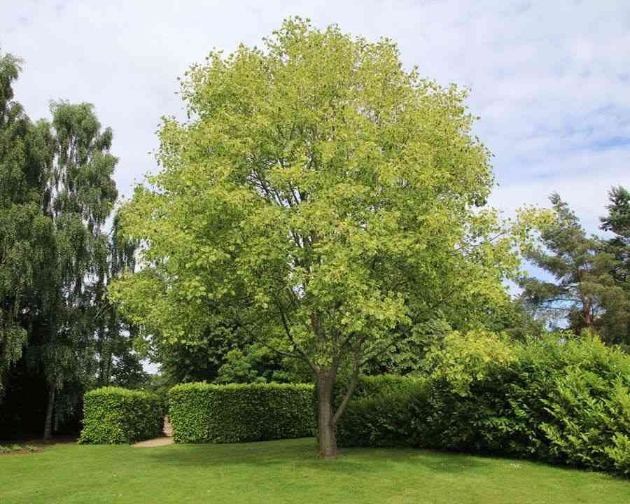 Tulip poplar