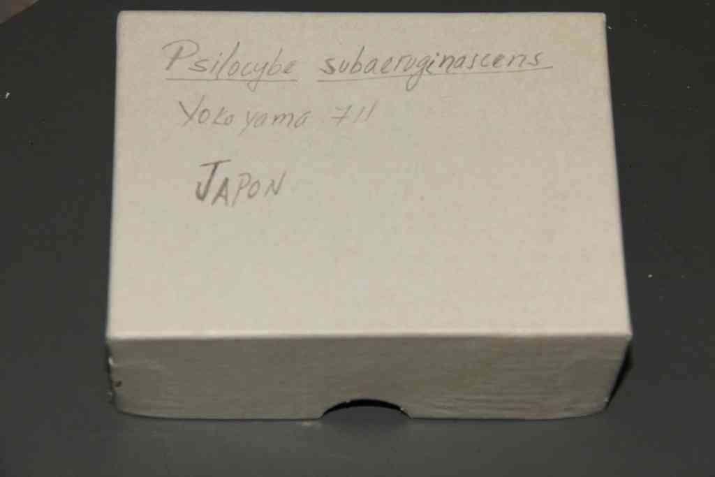 Psilocybe subaeruginascens (Psilocybe subaeruginascens) thumbnail 1