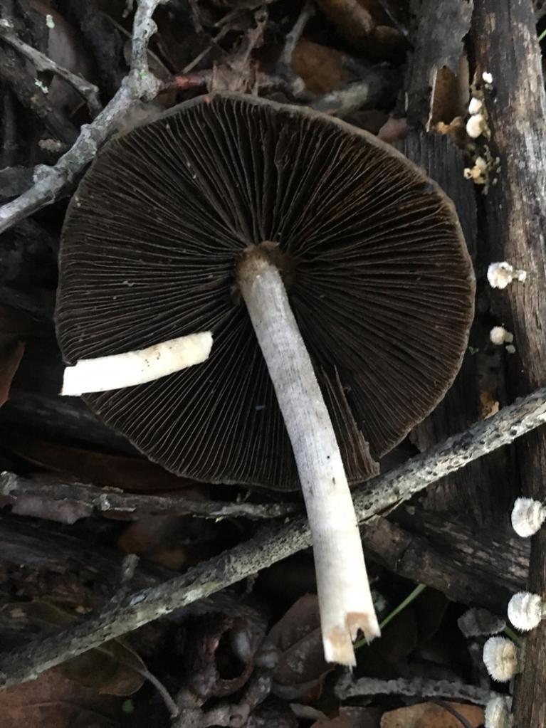 Tall psathyrella thumbnail 2