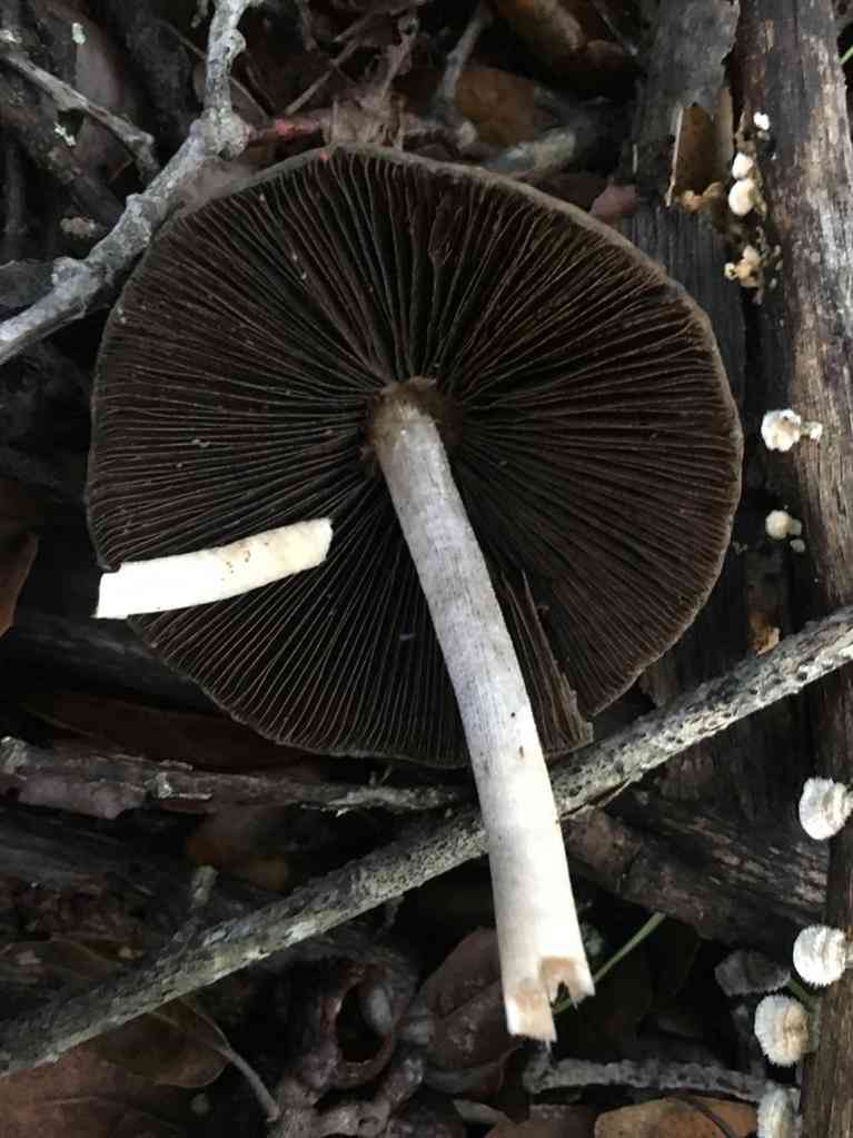 Tall psathyrella (Psathyrella longipes) thumbnail 2