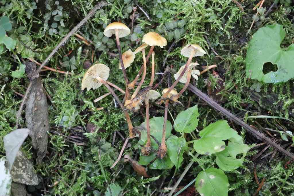 Pinelitter gingertail (Xeromphalina cauticinalis) thumbnail 3