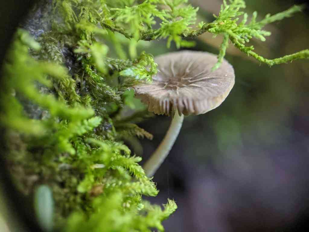 Veined shield