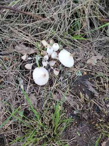 Onion-stalk parasol mushroom (Leucocoprinus cepistipes) thumbnail 2