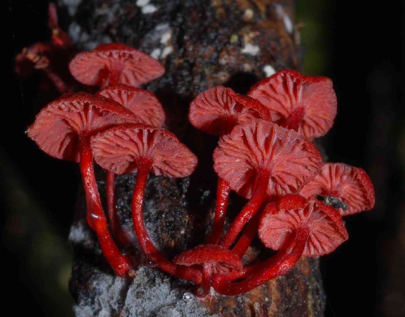 Ruby bonnet (Cruentomycena viscidocruenta) thumbnail 1