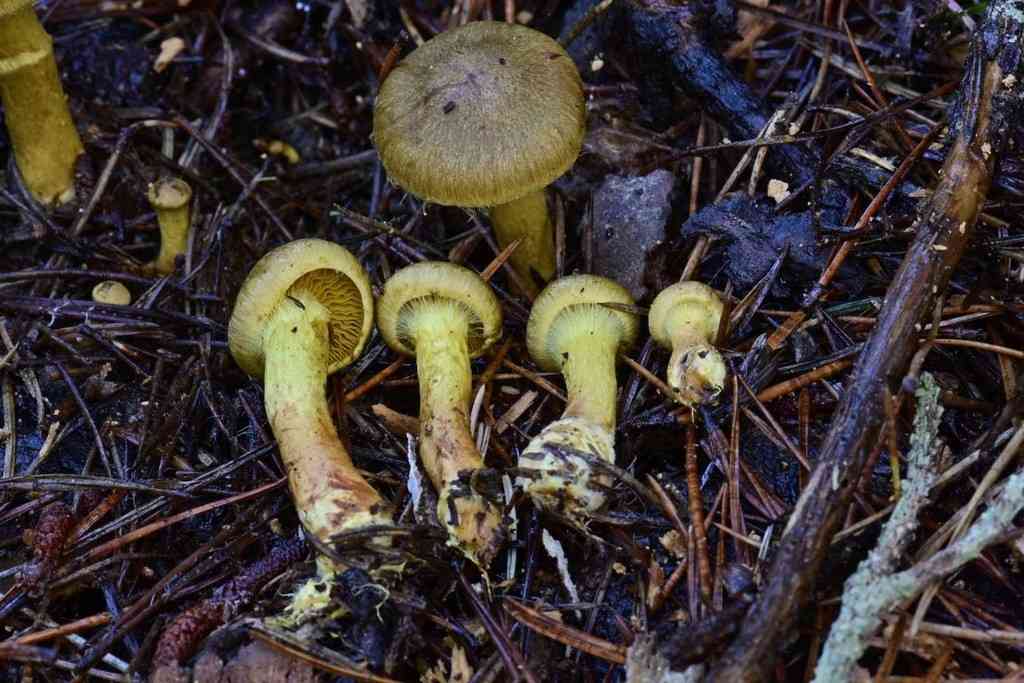 Surprise webcap (Cortinarius semisanguineus) thumbnail 2