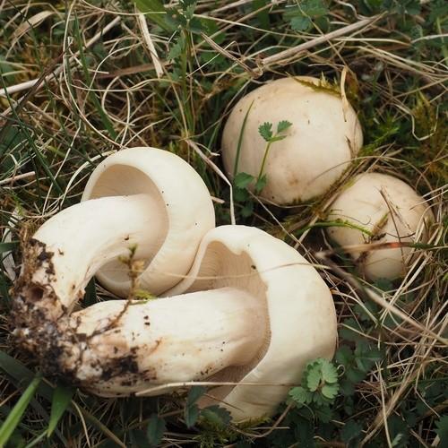 St. George's mushroom thumbnail 2