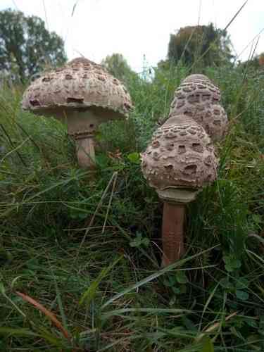 Parasol (Macrolepiota procera) thumbnail 2
