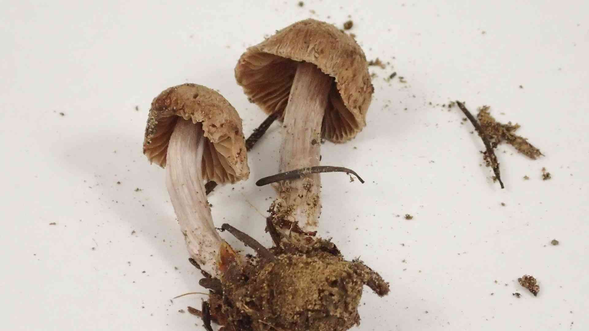 Lilac leg fibrecap (Inocybe griseolilacina) thumbnail 2