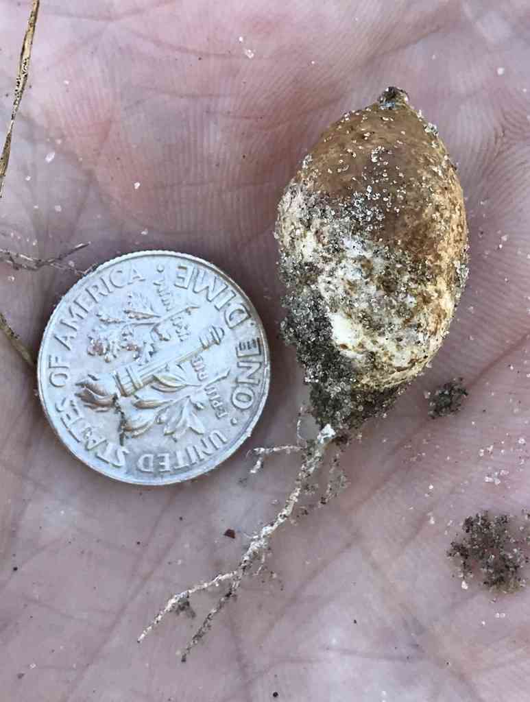 Rhizopogon nigrescens (Rhizopogon nigrescens) thumbnail 3