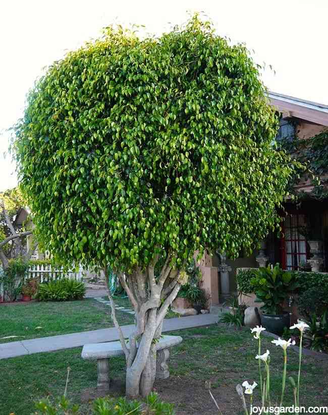 Weeping fig