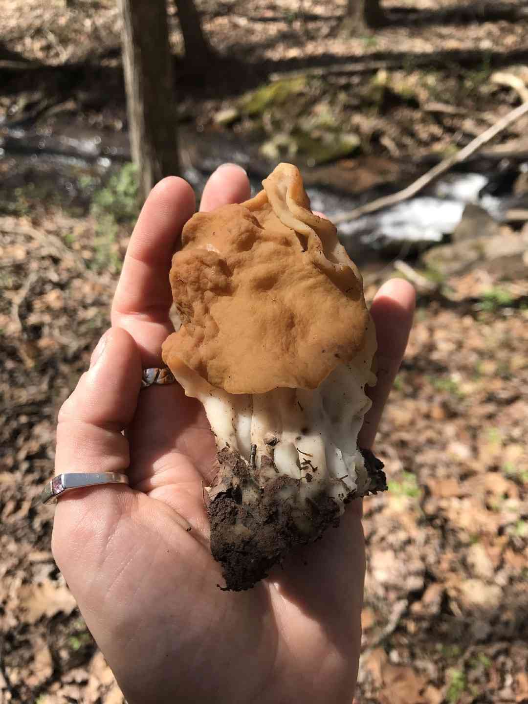 Snow false morel