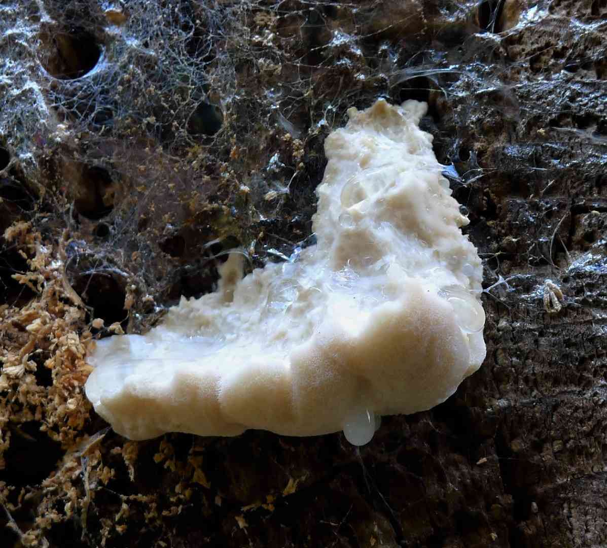 Greasy bracket (Aurantiporus fissilis) thumbnail 1