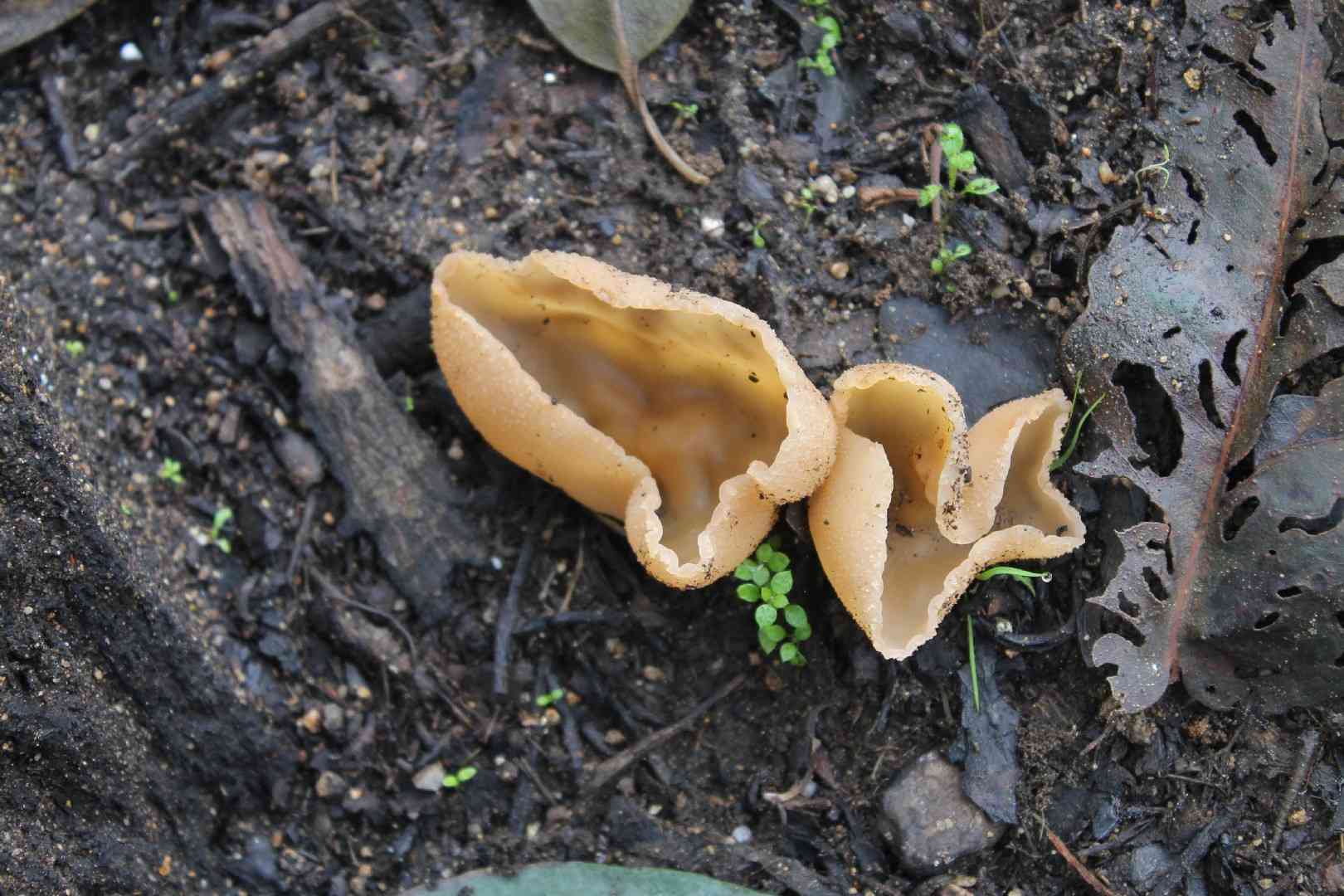 Blistered cup (Peziza vesiculosa) thumbnail 3