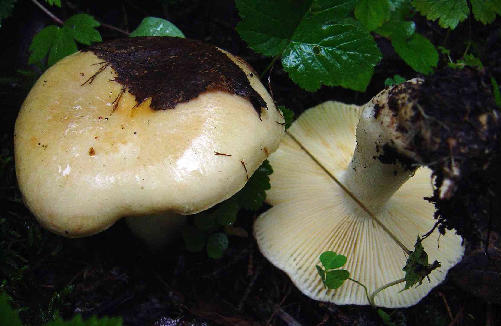 Viscid brittlegill (Russula viscida) thumbnail 3