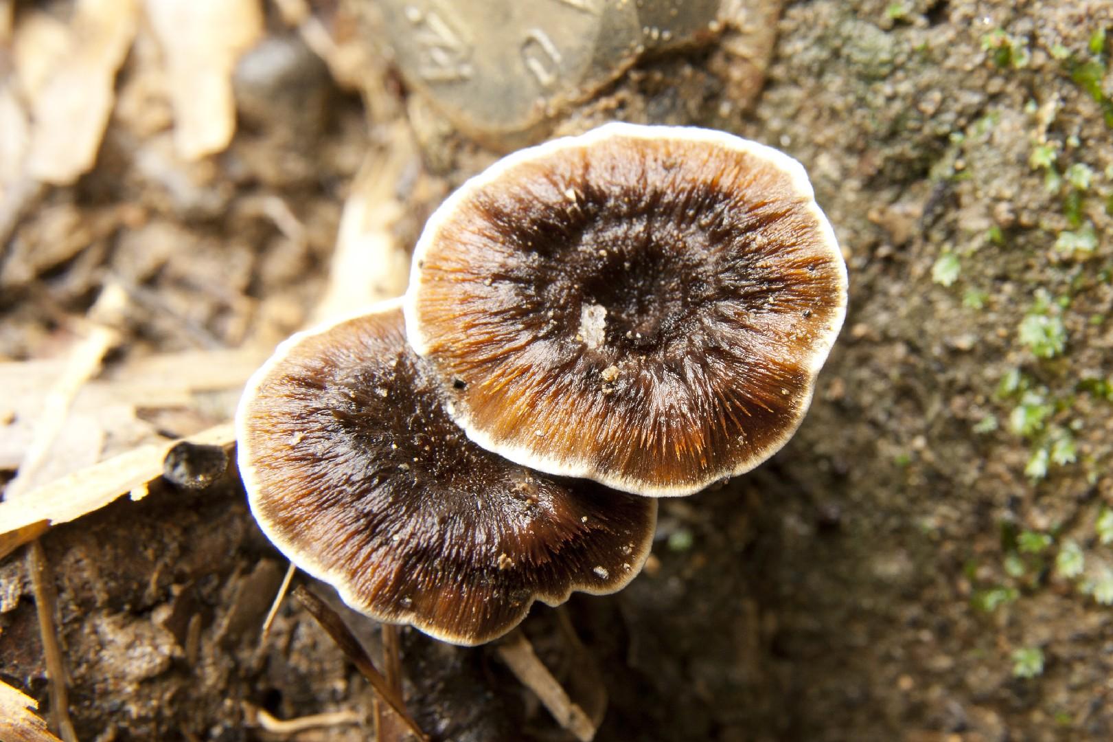 Shiny cinnamon polypore thumbnail 3