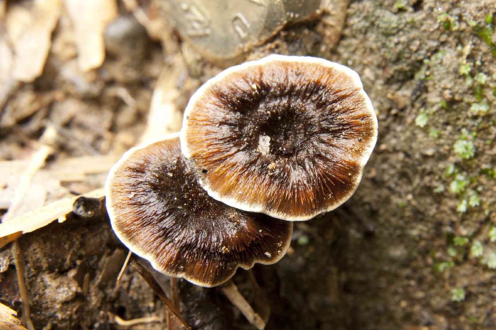 Shiny cinnamon polypore (Coltricia cinnamomea) thumbnail 3