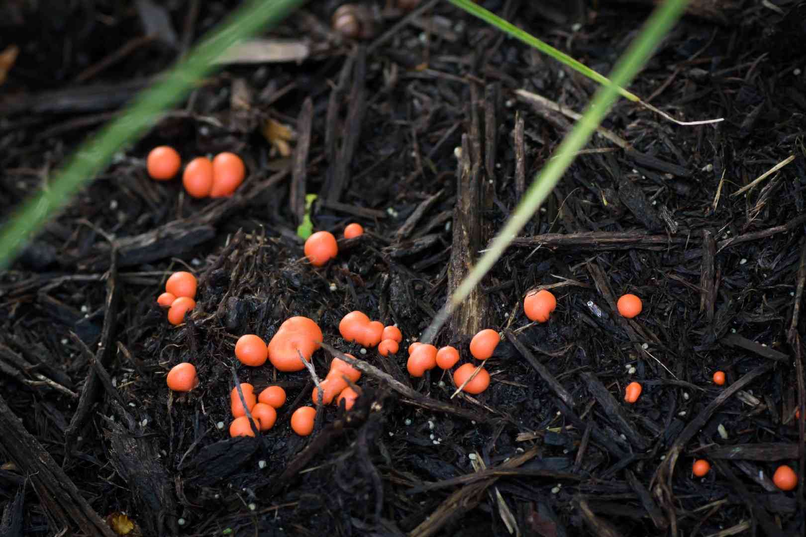 Wolf's milk slime mold (Lycogala epidendrum) thumbnail 2