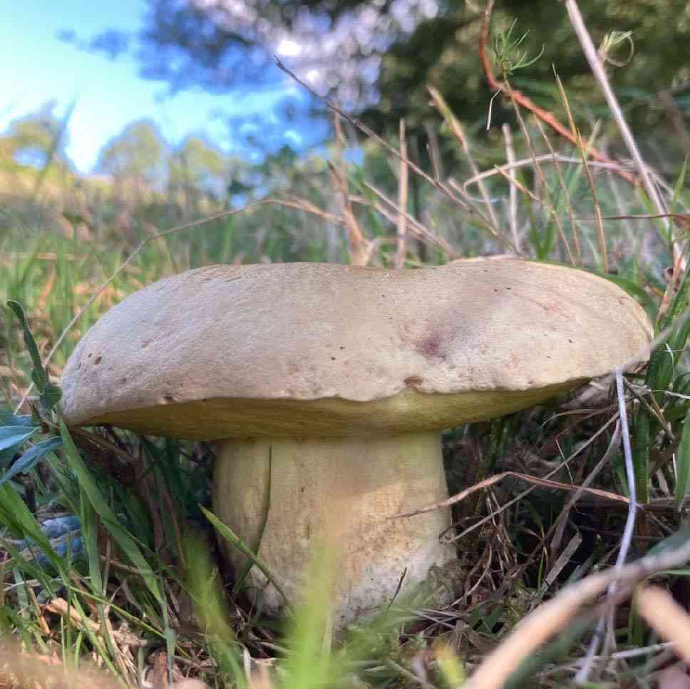 Iodine bolete (Hemileccinum impolitum) thumbnail 1