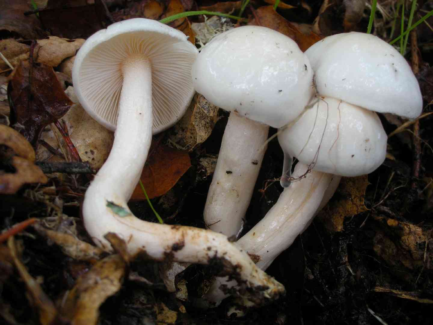 Ivory woodwax