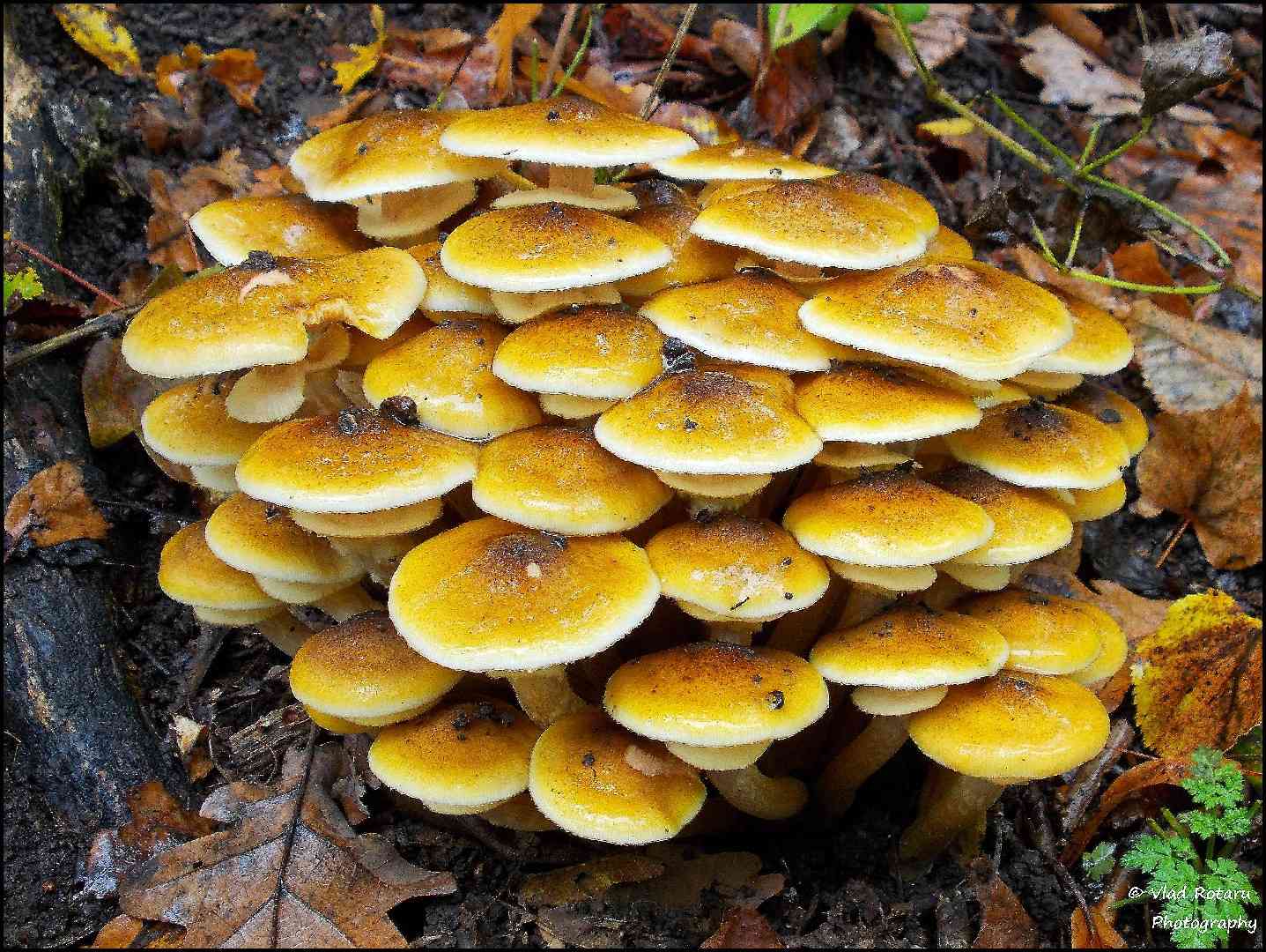 Honey fungus