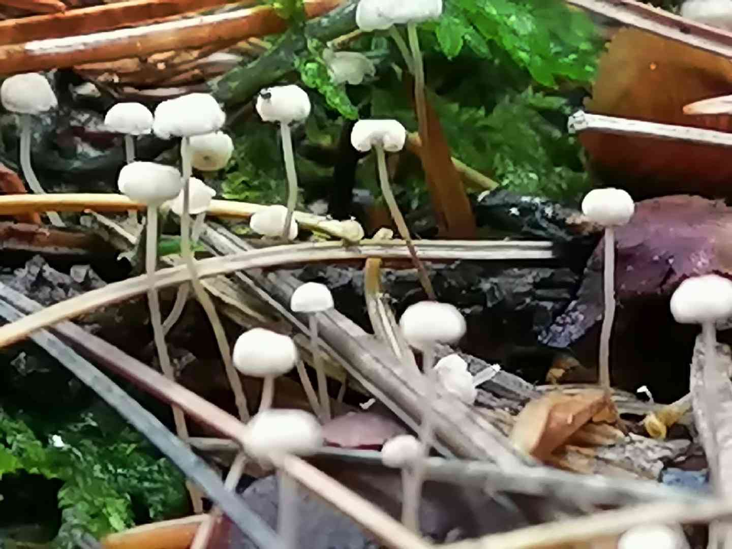 Ivy parachute (Marasmius epiphylloides) thumbnail 1