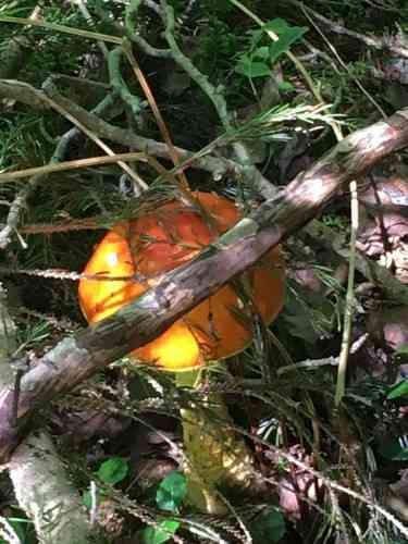 Yellow patches (Amanita flavoconia) thumbnail 3