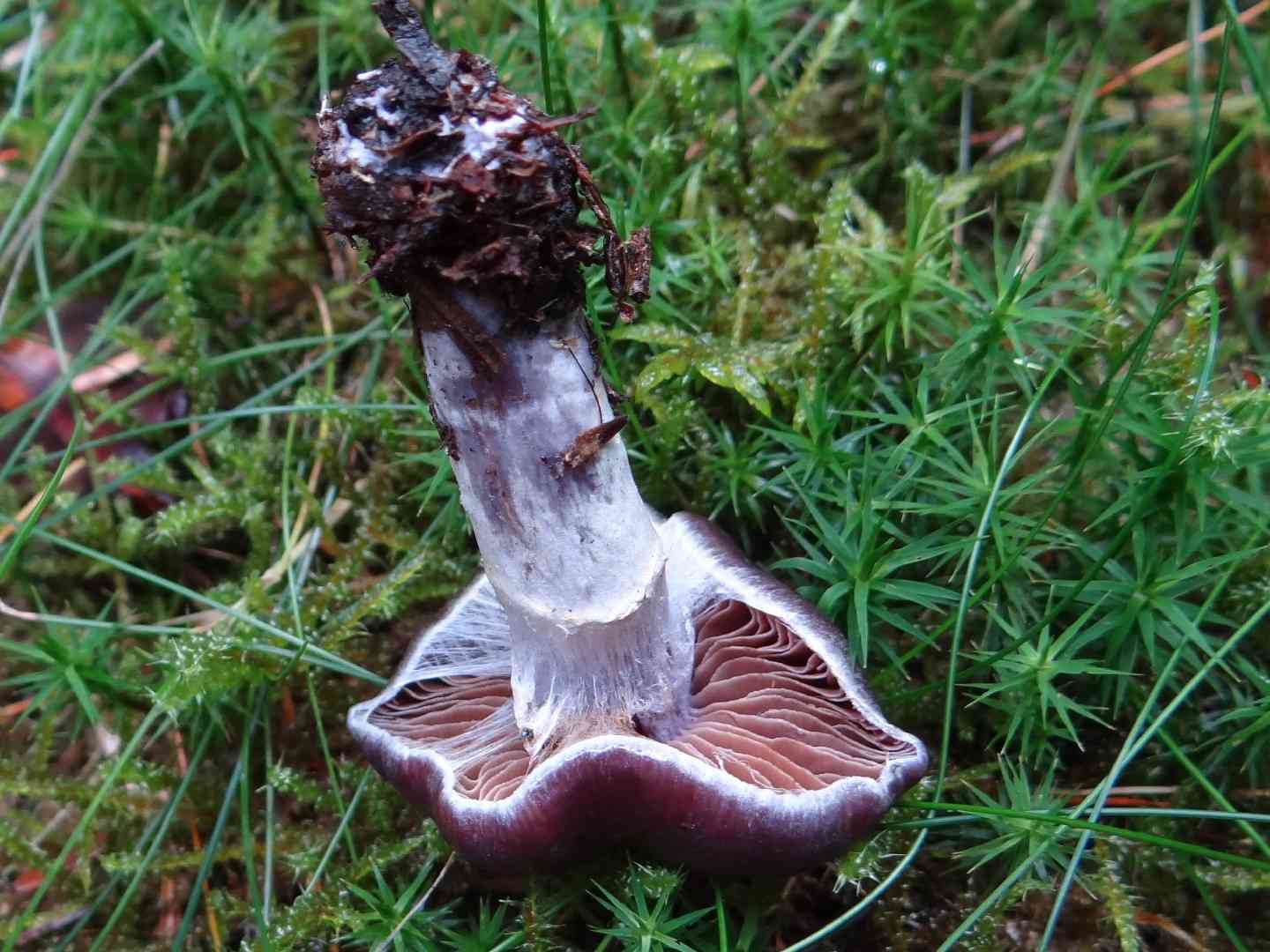 Silky webcap (Cortinarius evernius) thumbnail 2