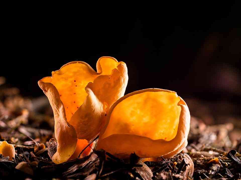 Otidea leporina (Otidea leporina) thumbnail 3