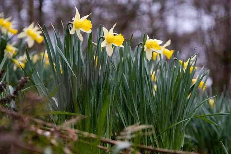 Wild daffodil