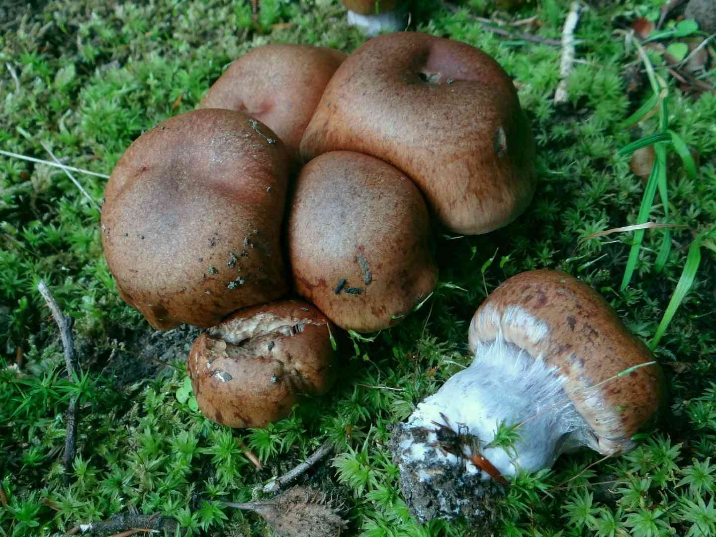 Cortinarius bivelus (Cortinarius bivelus) thumbnail 2