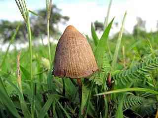 Mexican hallucinogenic mushroom (Psilocybe mexicana) thumbnail 3