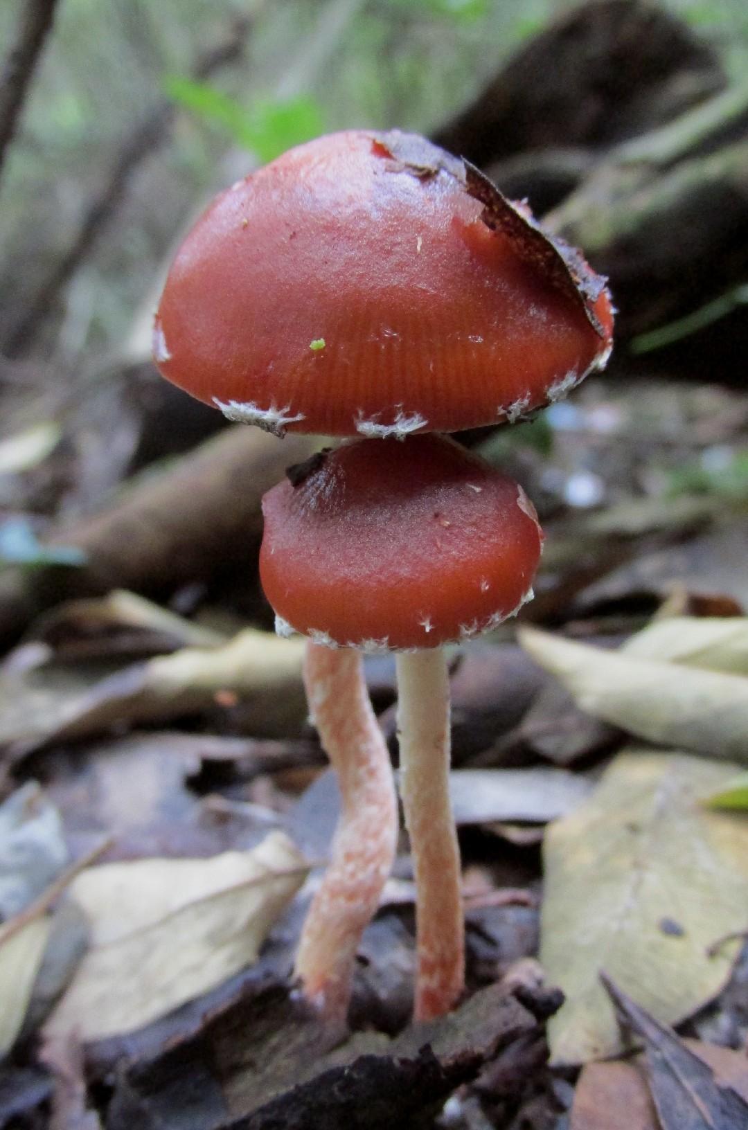 Redlead roundhead
