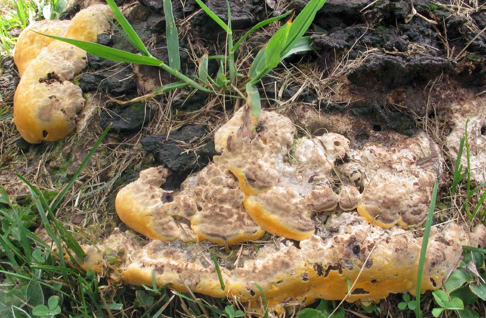 Perenniporia fraxinea (Perenniporia fraxinea) thumbnail 2