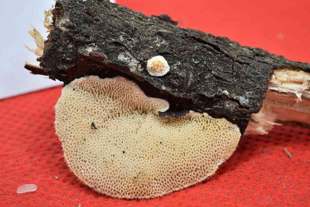 Trametes villosa (Trametes villosa) thumbnail 2