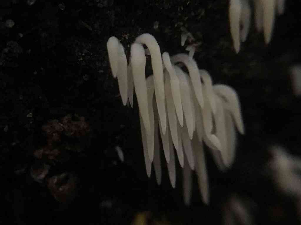 Swarming spine (Mucronella calva) thumbnail 2
