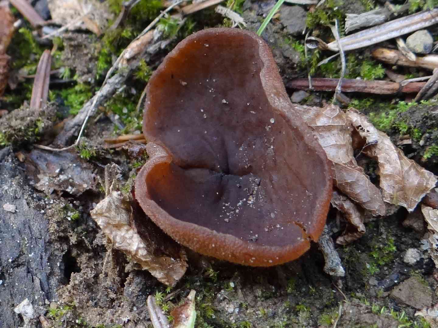 Bay cup (Peziza badia) thumbnail 2