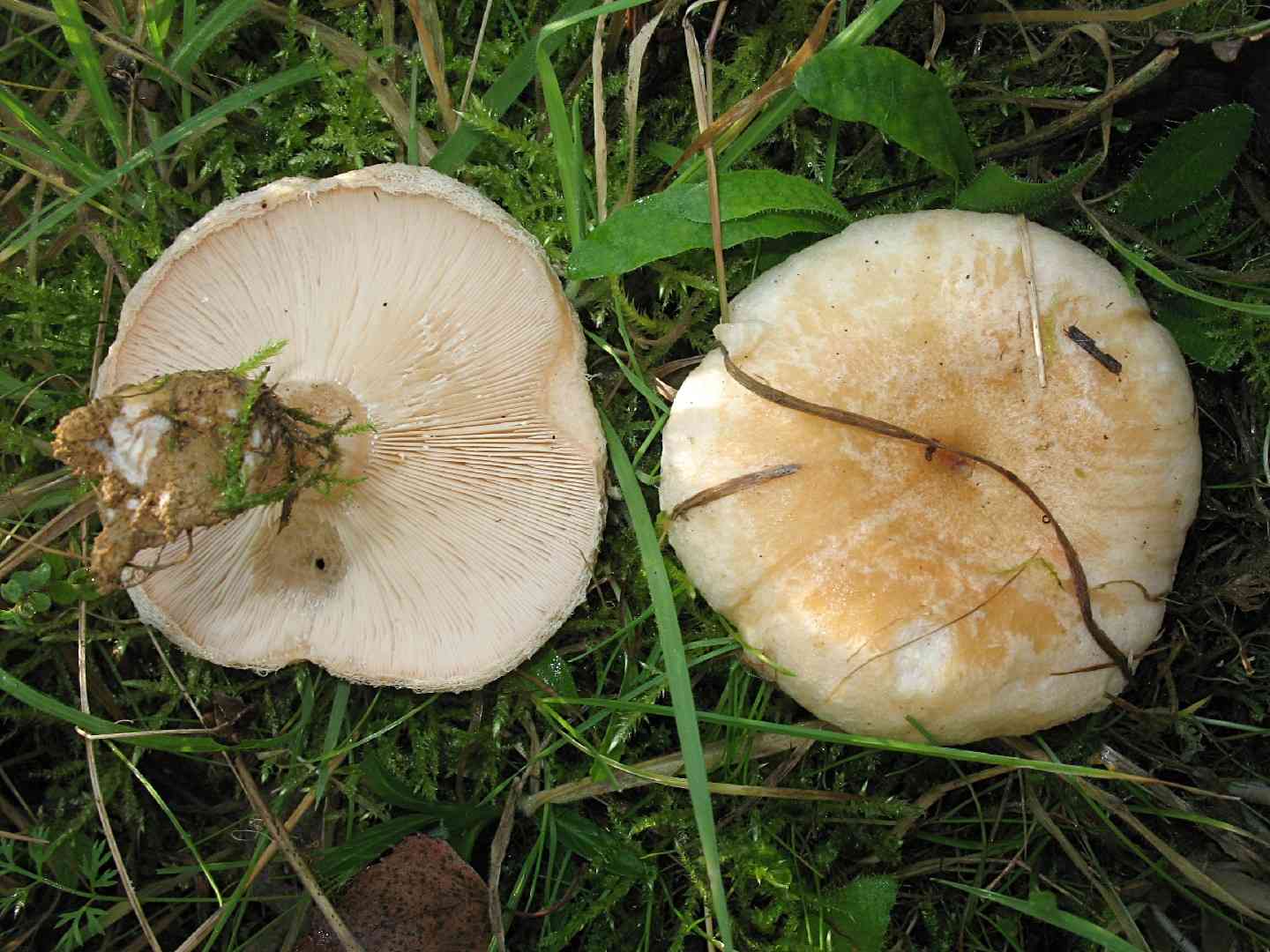Bearded milkcap (Lactarius pubescens) thumbnail 1