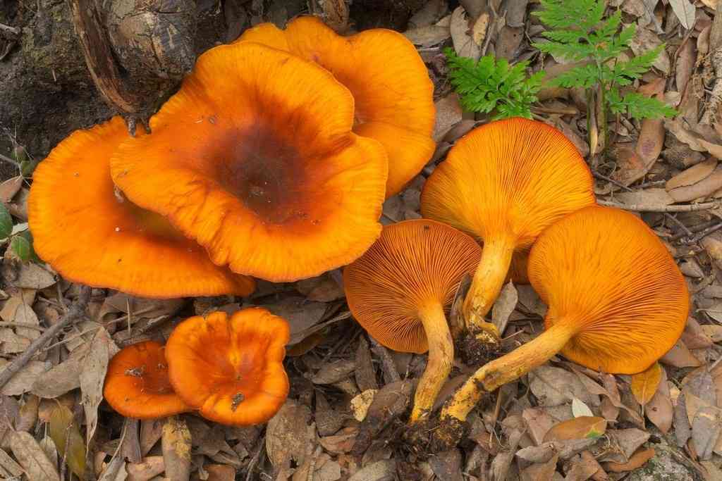 Jack-o'-lantern (Omphalotus olearius) thumbnail 3