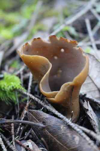 Palomino cup (Peziza repanda) thumbnail 2